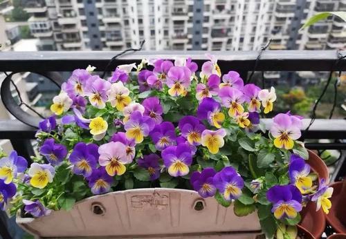 1米宽的防盗窗,照样能养5种花,开花一茬接一茬,谁见了都夸美