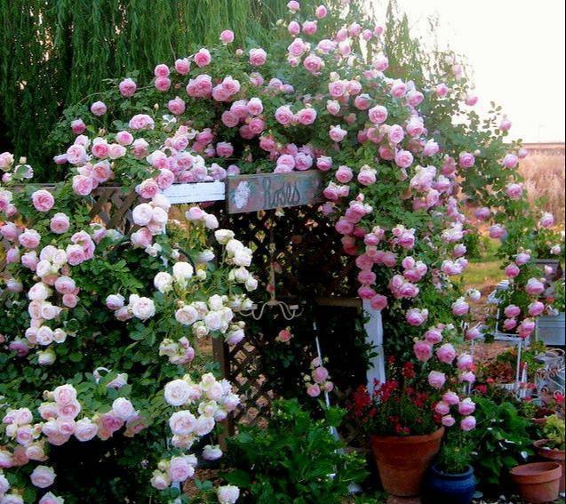 月季长出“一种芽”，赶紧掐掉它，长的越多，越难开花，白费劲了