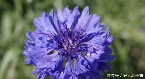 花型|这种盆栽花卉美丽又高雅，花型简单而又美艳，是易爆盆的盆栽佳品