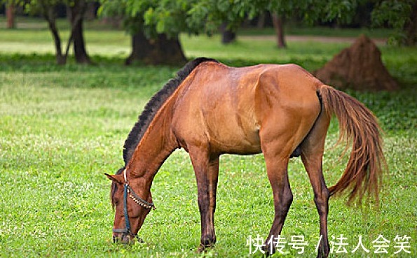 生肖狗|8月，春风得意，大运将至，生肖虎贵人到来，助你事业扭转乾坤