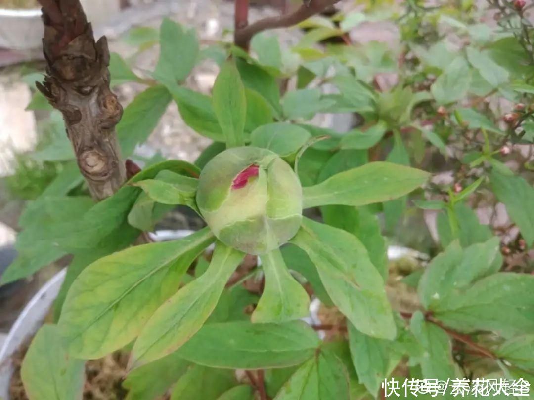 入夏前，10种花要赶紧施肥，不然以后没花看