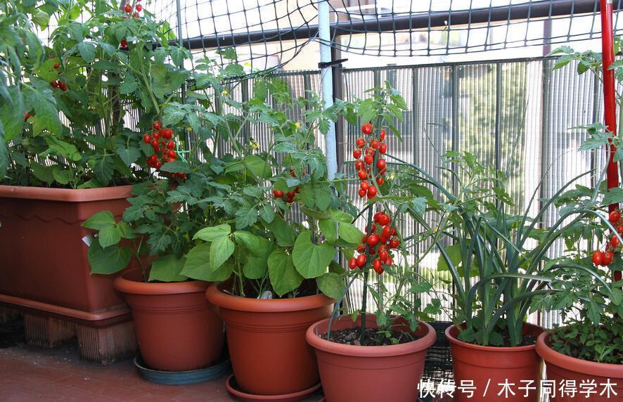 封闭阳台这几种花最好不要入手，因为实在不好养