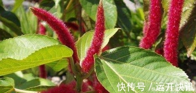 膳食纤维|老一辈人的口中的“救命菜”，如今频繁出现在城市餐桌上