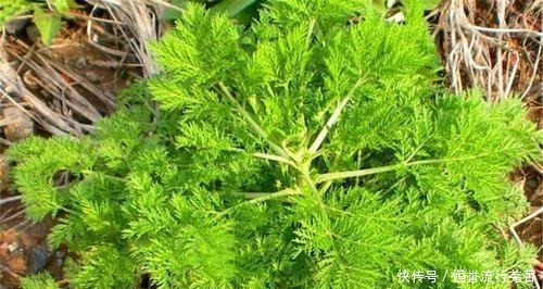 别再把这道菜当野草了,把他带回家蒸,很酷回甘,春天没吃真可惜