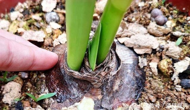 养朱顶红,这几个方面做不好,就会只长叶子不开花!