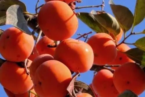 西瓜|子宫“不喜欢”的6种水果，秋季要尽量少吃，或让子宫更温暖