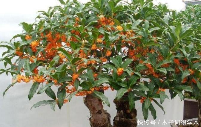 养花就养3种花,家里养一盆,开花漂亮财运来,一养就上瘾