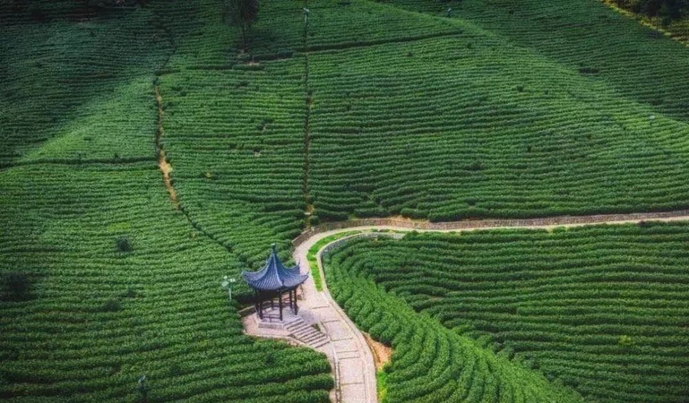 铁观音|茶因为香,才被人们喜欢,哪些茶香气好呢?