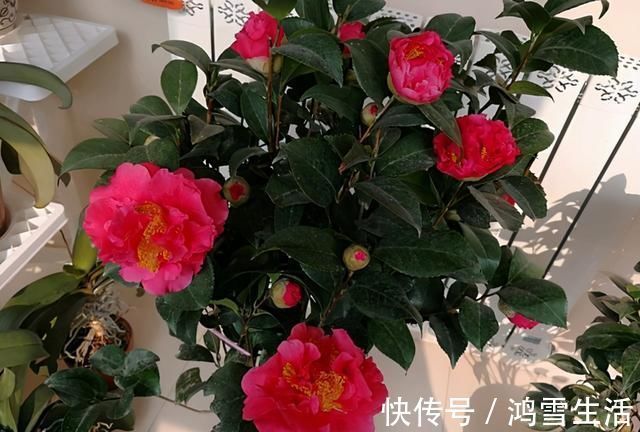 克瑞墨|形似牡丹的“惊艳”茶花，花期最长达半年，零下15度冻不死