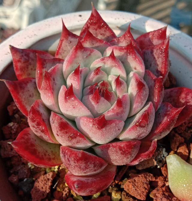 从小|养了5年多肉,从小白变成大神,这些经验送你了