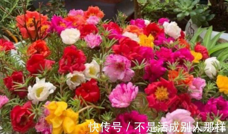 玫瑰海棠|4种花是花中劳模，一年四季开花不断，枝头花苞满