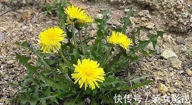 葛根|香菜真的能恶化甲状腺结节?听医生解释,常喝一草根水,结节消散
