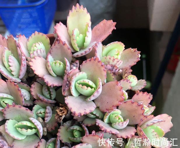 初次尝试养花，选什么植物好？盆栽此4款，搁室内漂亮又好养！