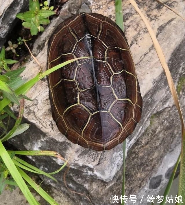 国龟&两种国龟的悲歌——古时的山泽常客到现今的附录稀客