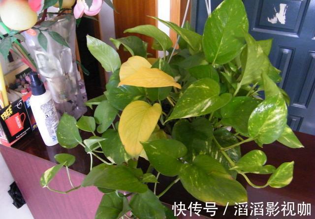 黄叶|养绿萝，按照顺序“4步走”，做对了30天爆盆，从不黄叶