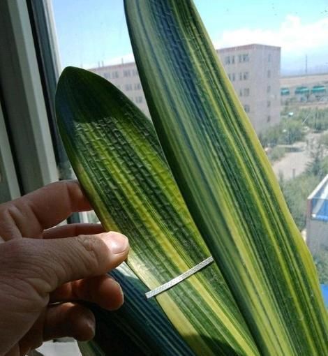 病害|进入7月养君子兰,1看2做3注意,叶绿根壮,花开一茬又一茬