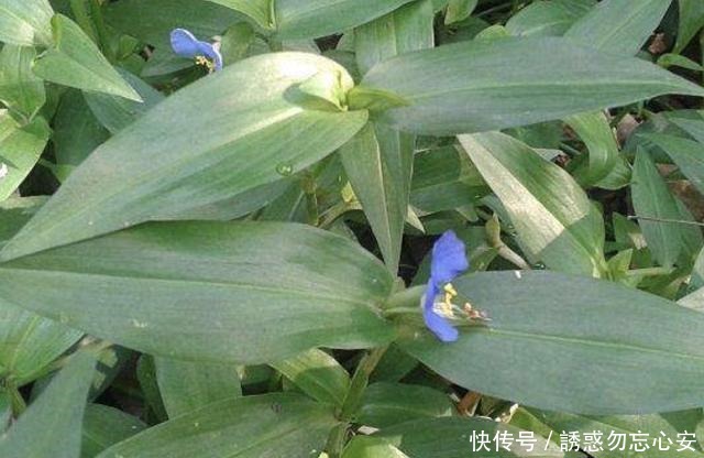 农地里的1种“鸭跖草”，开出的花朵犹如“蝴蝶”，要爱惜，珍贵