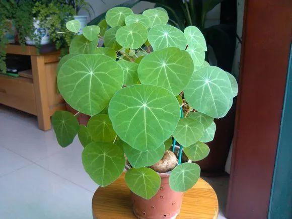 6种耐旱花,“大肚子”里面都是水,一个月不浇也没事!