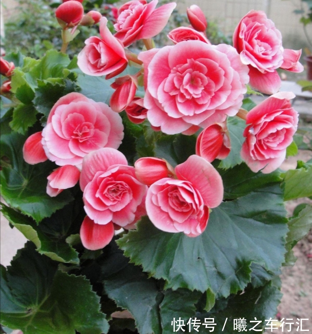 天气越来越热，6种花很怕晒太阳，赶紧给它们遮阴