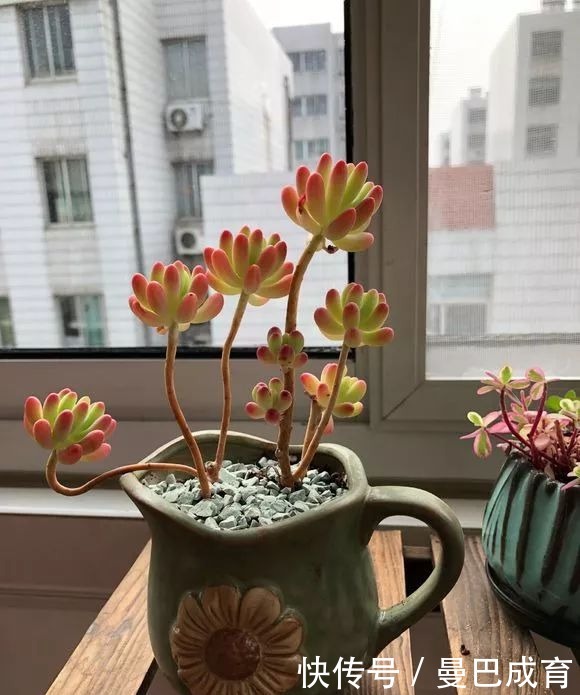 5种多肉“小老桩”，随便晒晒就上色，美的不可方物！