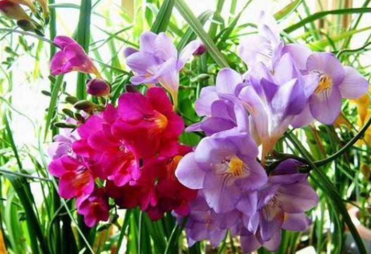 长春花|家养4种花,不仅花漂亮,还有迷人花香,开花“红又旺”,好运来