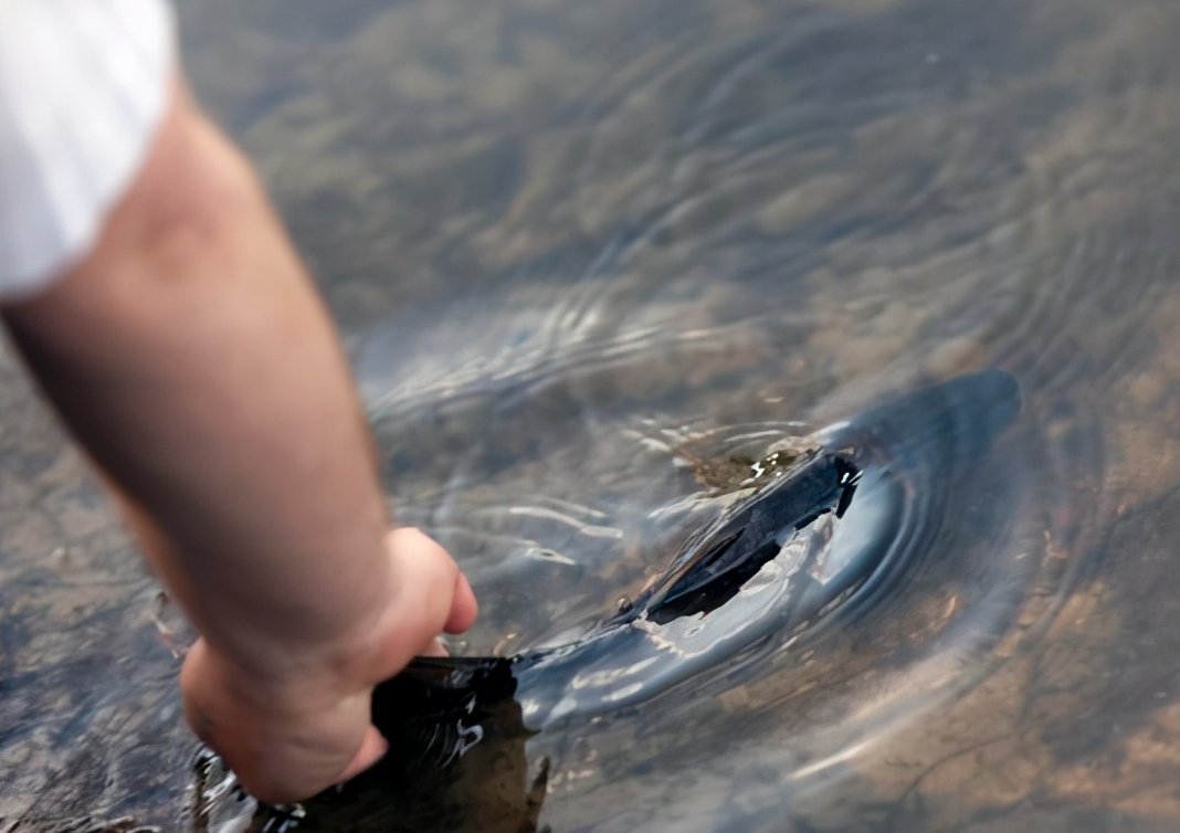 冬钓大棚钓鱼惯用技巧，有几个你知道的？