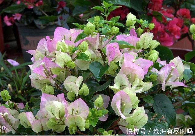 最好用的催花水，1周仅用1次，啥花也喜欢，呼呼开爆盆