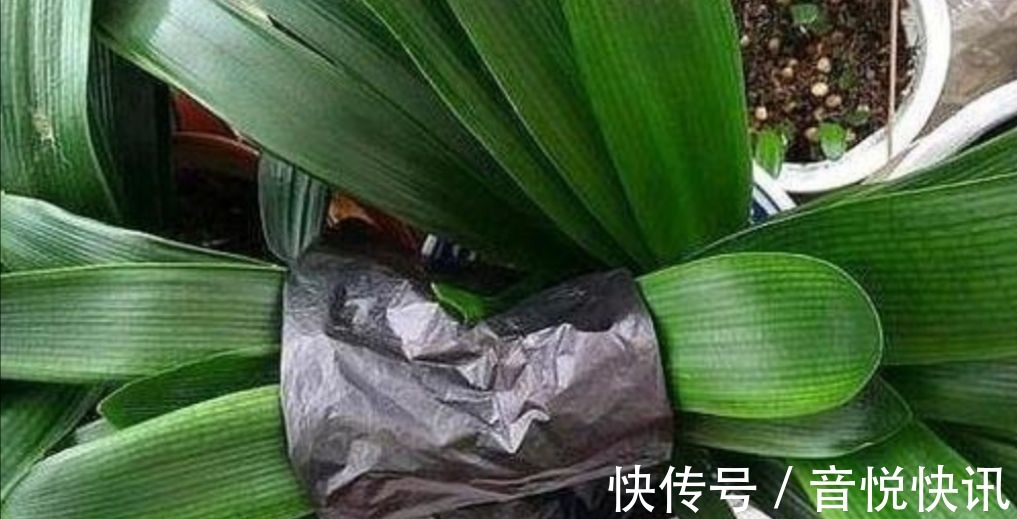 养花|养君子兰不开花?教你2个“小绝招”,很快长出花箭