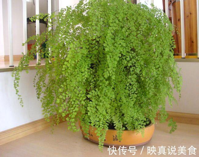 4种花就靠“水养”，多浇水、长得快，花友嗜水如命