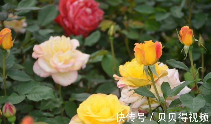 月季种植大忌,月季肥害了怎么办,急救小贴士在此