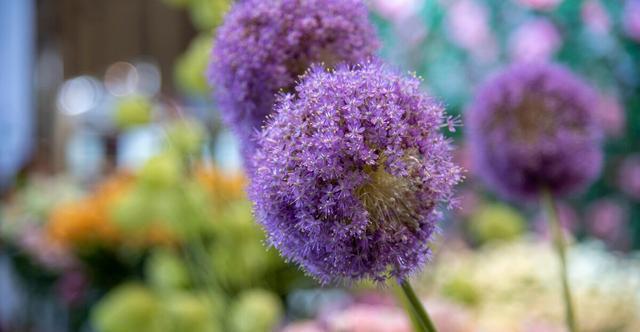 大丽花|五种花开花就变成“球”，好看好养还不挑地方，家里养一盆正合适