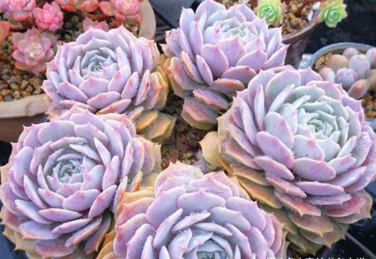 多肉静夜和露娜莲,一个“肤白貌美”很娇气,一个株型周正又好养