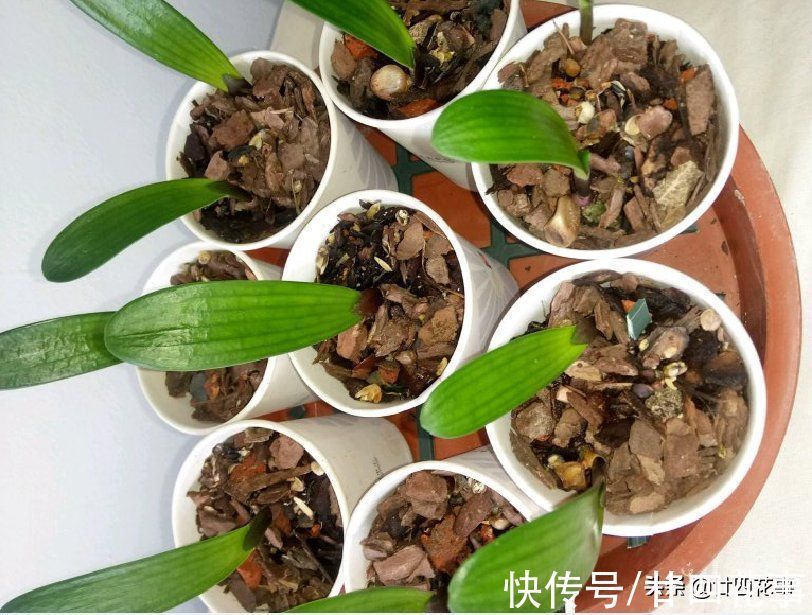 秋天给君子兰翻盆,盆土加“4种颗粒”,透气不积水,1年不烂根