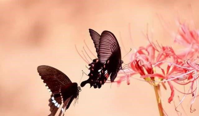 挖出|梁祝化蝶是不是真的浙江挖出千年古墓,墓志铭清晰可见