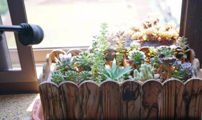 养花“三宝”:蛋壳、菜叶子、白醋,这些废弃物也能当肥料