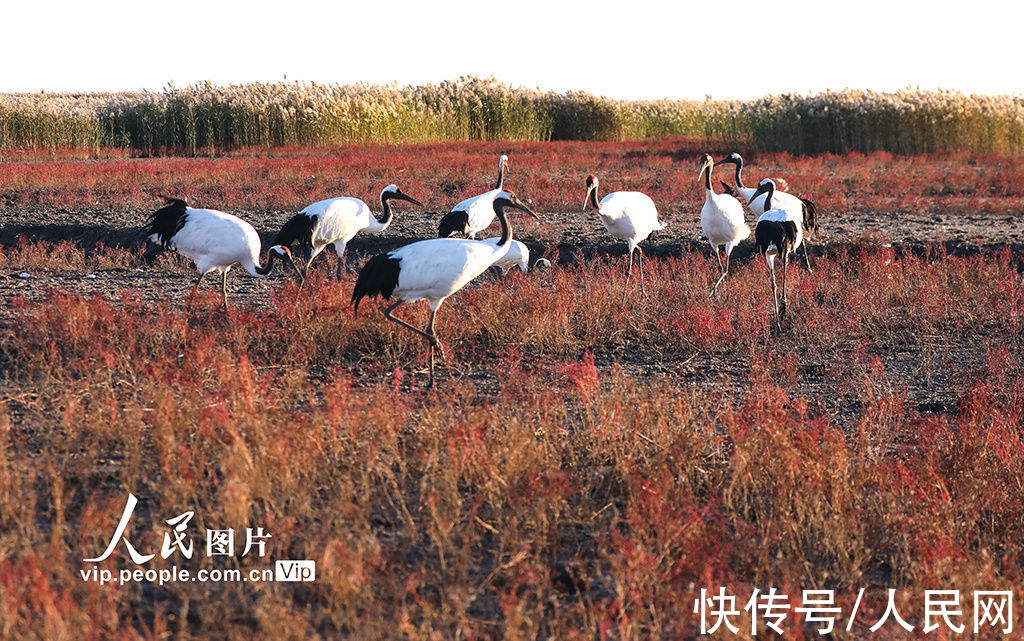 盘锦|辽宁盘锦：辽河口湿地红滩鹤曼舞