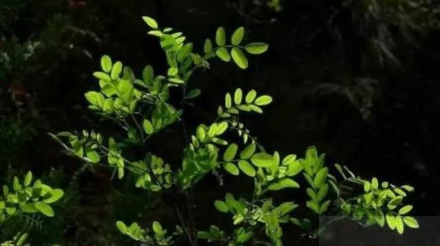 肛肠|痔疮疼痛难忍不用慌,每天换着吃点此几物,痔疮悄悄不见了