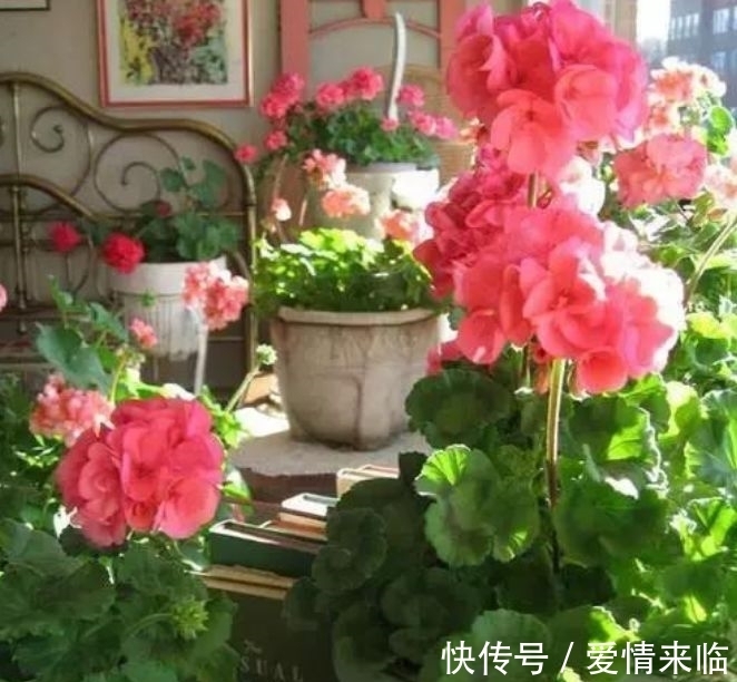 曼陀罗花|养花试试此几款,花量超大的,天气越热,开花越美