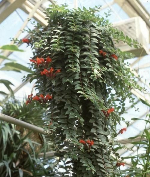 这些花超耐阴的,光照不好也能长出一片花海