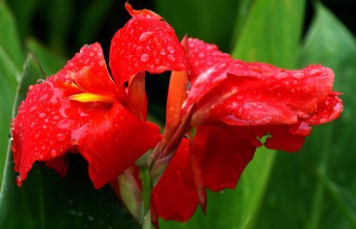 养花试试这几款，客厅养1盆，满屋飘香，庭院养，十里飘香