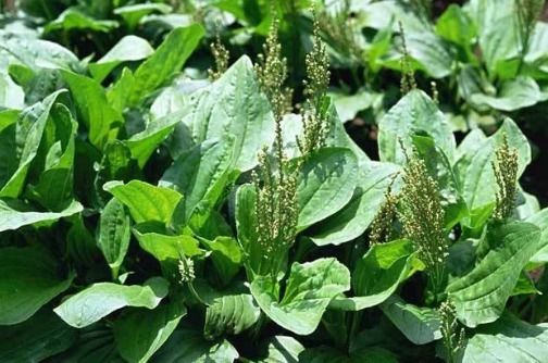 美味|农村常见的四种野菜，美味又非常有营养，若是错当杂草太可惜！