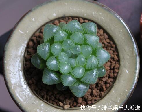 多肉|养多肉,记住4个“小技巧”,叶片饱满状态美,越养长势越好!