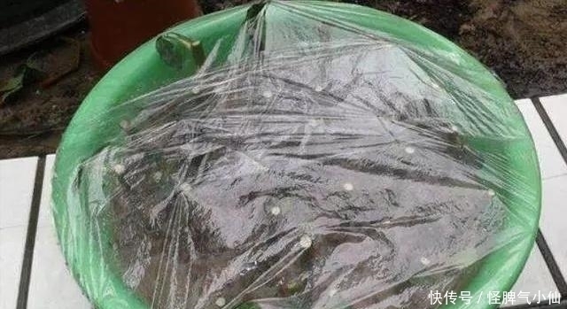 塑料袋太多,很烦人?别烦,用它来养花,养1盆旺1盆,真的很好