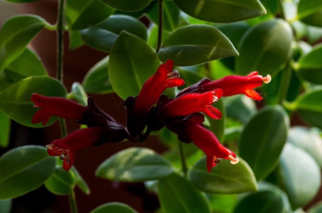 植物|适合吊起来养的植物，养几盆，家里美成花海