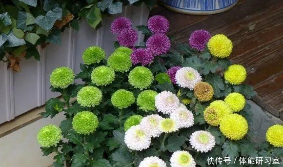 秋天的院子,养点喜欢的花,乐得自在!