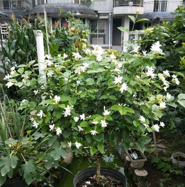 原则|夏天给茉莉施肥，有3不原则，做好了，茉莉花朵呼呼开，又大又香