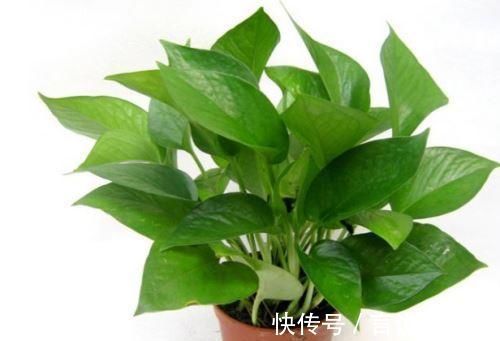 排水|养花不死,全靠盆土,用这个土养花,能活几十年