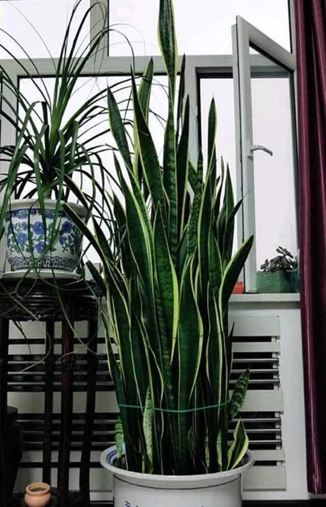 20种吉利大盆栽,客厅放一盆,吸收废气去异味,寓意好更养人