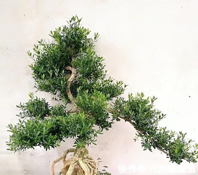 盆景|不管家中再小,一定要摆放上一盆“木中君子”!