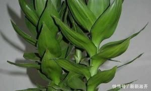 叶子|家养富贵竹习惯性黄叶学会这三个小技巧,轻松叶绿枝嫩长不停